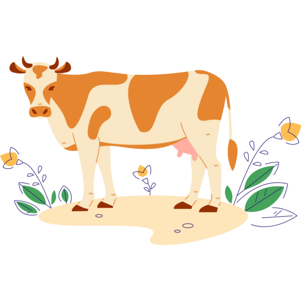 Ilustracija_KGZ_Goveje-meso_krava Ilustracija_KGZ_Goveje-meso_krava